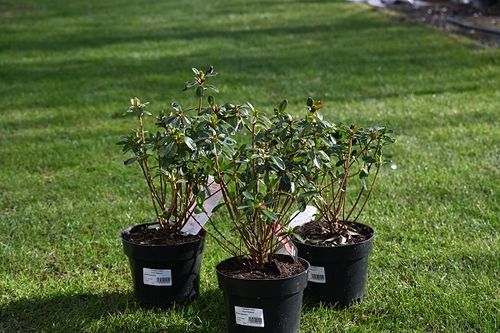 Azalia japońska - Azalea japonica na Arena.pl
