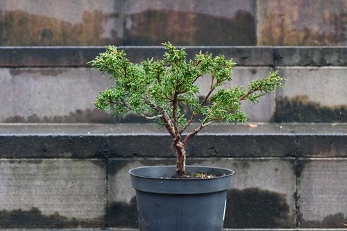 Jałowiec chiński Shimpaku - Juniperus chinensis 0068 na Arena.pl