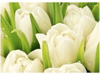 50X70CM DELIKATNE TULIPANY OBRAZ POKOJU DREWNINE