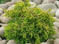 Cyprysik japoński TSATSUMI GOLD Miniatura Na skalniak Sadzonki