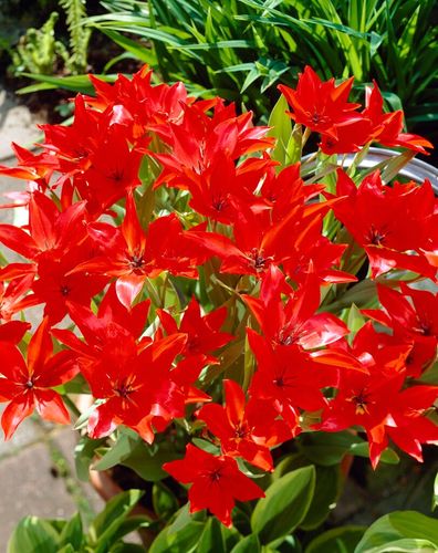 Tulipan Cebulki Tulipanów Kwiatów Czerwone Praestans Zwanenburg 50Szt na Arena.pl