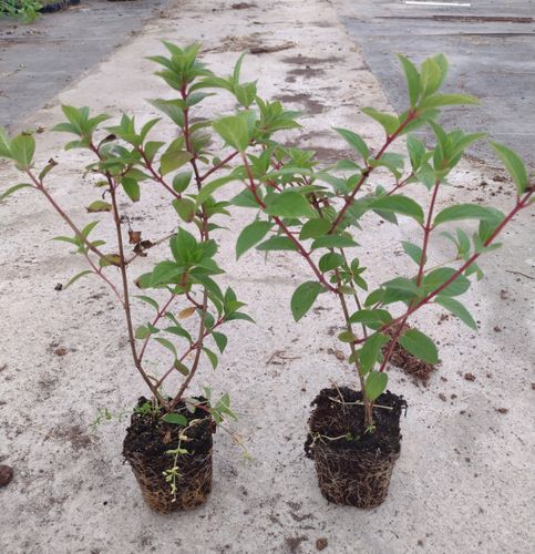 Hortensja Bukietowa GRANDIFLORA 20-40cm Wysoka Sadzonka na Arena.pl