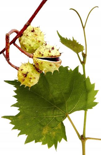 Kasztanowiec & liście winorośli | EKSTRAKT | Sanct Bernhard | 120 kaps. na Arena.pl