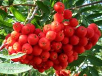 Jarzębina czerwona (Sorbus) w  doniczkach P11, 40-60 cm