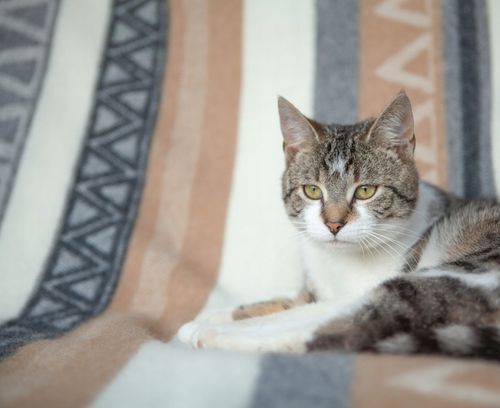 KOC Swiateczny WEŁNIANY cieply 100% wełna nowozelandzka 140x200 na Arena.pl