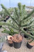 Araucaria araucana - Araukaria chilijska (małpie drzewo) 50-80cm