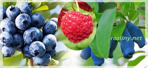 Szkółka- Borówka Chandler- doniczka 5 litrowa, 4 letnia na Arena.pl