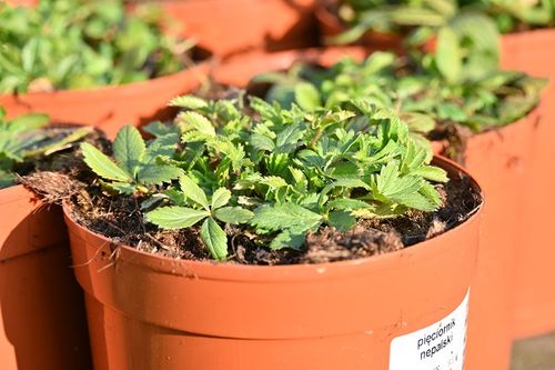 Pięciornik nepalski bylina na skalniak i rabatę na Arena.pl