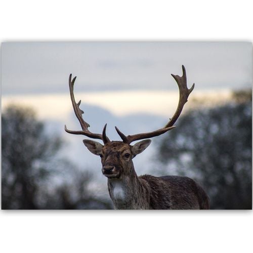 Obraz na płótnie – Canvas, jeleń 90x60 na Arena.pl