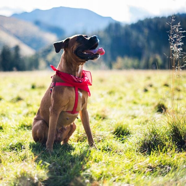 Bandana Classic rebel oliwkowy zdjęcie 8