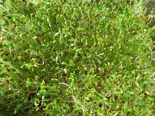 Kiełki Lucerna Alfalfa 20g na Arena.pl