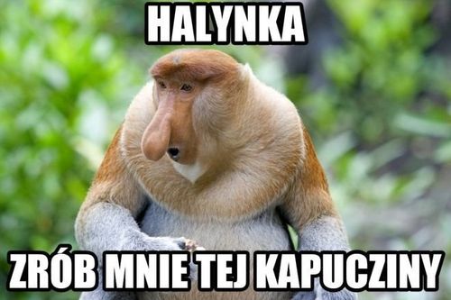 maska "nosacz polski" na Arena.pl