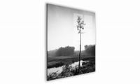 OBRAZ NA SZKLE KWADRATOWY 60x60cm 093 Sosna