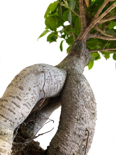 Bonsai Fikus Microcarpa GINSENG 45 cm na Arena.pl