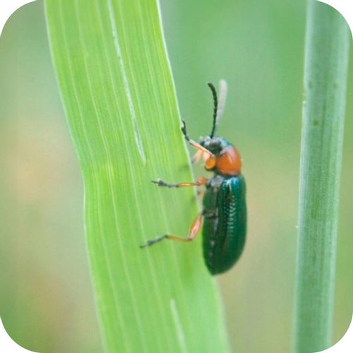 ŚRODEK PREPARAT NA MSZYCE CYPERKILL MAX 500 EC 250ML OWADOBÓJCZY DO WARZYW na Arena.pl