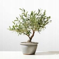 Drzewko oliwne OLIWKA EUROPEJSKA Olea Europea gęsta D12cm WŁOSKA SADZONKA