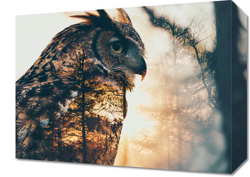 Obraz 40x30cm Sowi Duch zdjęcie 1