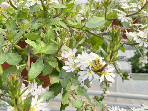Scewola (Scaevola) biała, sadzonka na Arena.pl