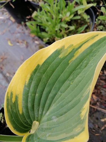 Funkia First Frost hosta ozdobne liście na Arena.pl