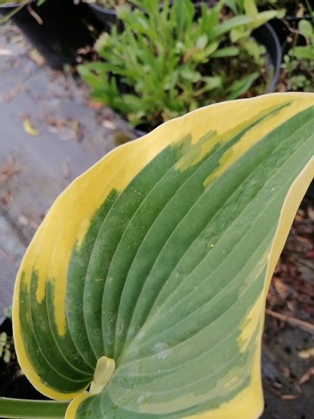 Funkia First Frost hosta ozdobne liście zdjęcie 3