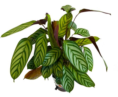 Kalatea Calathea CTENANTHE COMPACTSTAR 65cm na Arena.pl