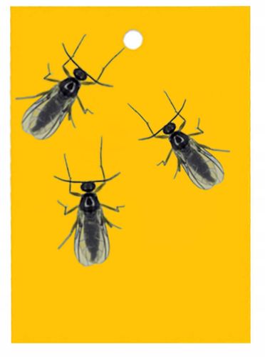 bros - lep do doniczek żółty 10szt na Arena.pl