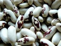 FASOLA Z ORZEŁKIEM NA SUCHE ZIARNO - 100 GRAM