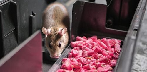 ULTRAMOCNA TRUTKA GRANULAT NA MYSZY I SZCZURY BROMADIOLON STRONG 1KG na Arena.pl