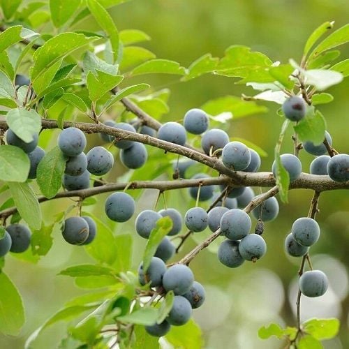 GK ŚLIWA TARNINA PRUNUS SPINOSA zdjęcie 1