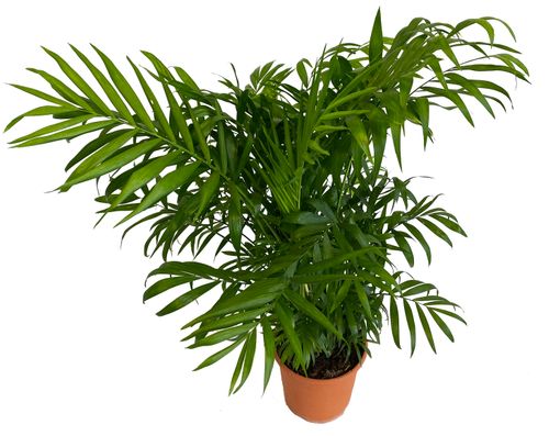 CHAMEDORA (Chamedorea) 70cm na Arena.pl