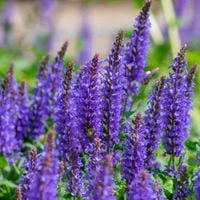 Szałwia omszona Niebieska 'Noble Knight' (Salvia nemorosa) W Doniczce 1.0L