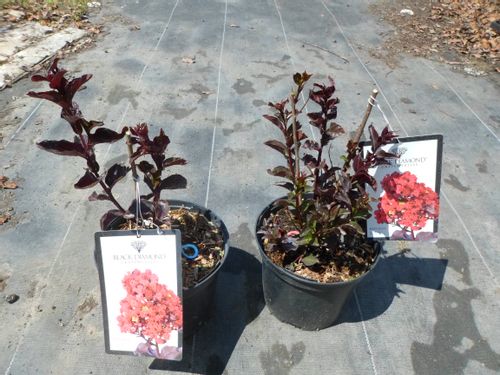 Lagerstroemia Black Diamond - Red Hot C2 na Arena.pl