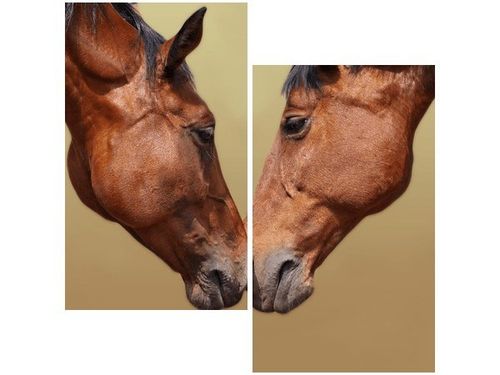 60X60CM KONIE DWU OBRAZ ŚCIAN na Arena.pl