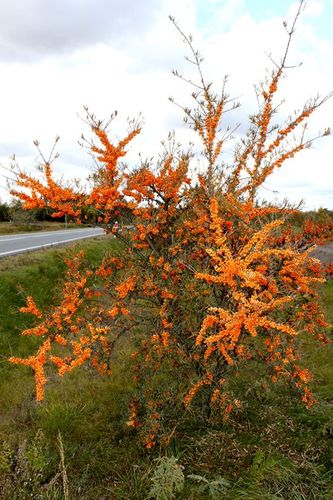 Rokitnik SAMOPYLNY bomba witamin 2 letnia, doniczka 2 litrowa na Arena.pl
