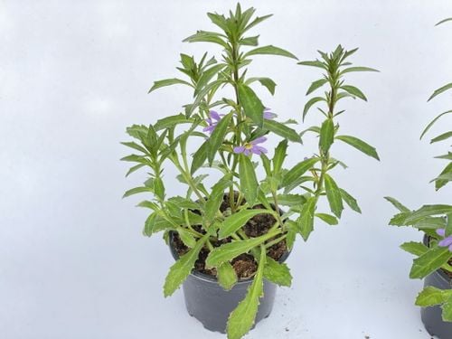 Scewola (Scaevola) niebieska, sadzonka na Arena.pl