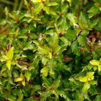 Ostrokrzew Meservy 'Little Rascal' Miniaturowy Karłowy (Ilex ×meserveae)