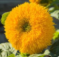 NASIONA Słonecznik Ozdobny Niski Pełny ŻÓŁTY 2g Kwiaty 411562