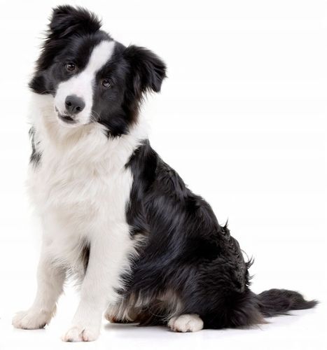 Olej z Łososia Ryb Salmon Oil 2x1L dla Psa i Kota na Arena.pl