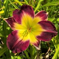 Liliowiec 'Laura Harwood' Bordowy Żółty (Hemerocallis) Doniczka 2.0L