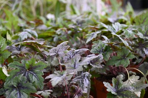Tiarella Sugar and Spice - Tiarella na Arena.pl