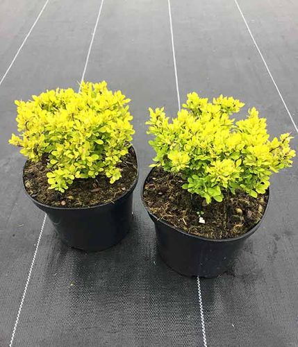 Berberys Thunberga Tiny Gold ® 3-letnia C2 na Arena.pl