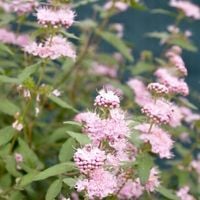 Barbula klandońska STEPHI Różowa Niewysoka Miododajna Sadzonki C2