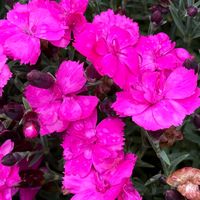Gożdzik ogrodowy 'Dinetta Pink' (Dianthus) Siny Pierzasty Duża Sadzonka