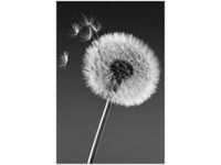 80CM 120 OBRAZ DMUCHAWIEC GEMMA STILES ŚCIENNY