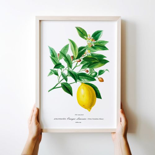 Plakat cyfrowy do wydruku cytryna na Arena.pl