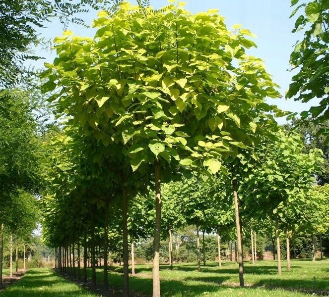 SURMIA AUREA Catalpa Katalpa Nana PA 160-180cm C5 na Arena.pl