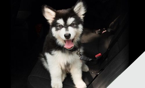 Pas bezpieczeństwa dla psa na podróż samochodem na Arena.pl