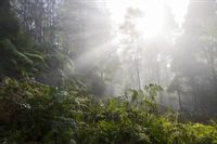 Fototapeta DRZEWA Las we mgle Zieleń do Sypialni 300x210