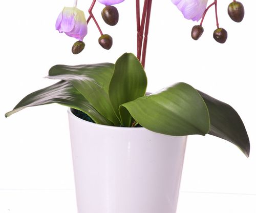 Storczyk w białej donicy lawendowy na Arena.pl
