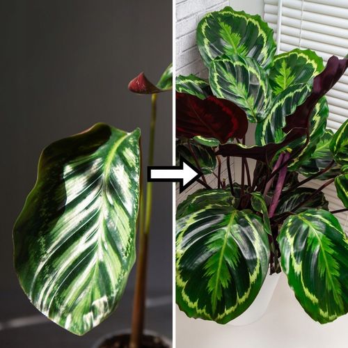 Podłoże MIX - Ziemia - Do Roślin ZIELONYCH PREMIUM Mieszanka Green na Arena.pl